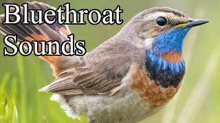 Bluethroat  Sounds [upl. by Noruq]