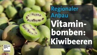 Kiwibeeren Vitaminbomben vom Acker  Abendschau  BR24 [upl. by Eiznyl69]