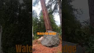 Tattletale Wedge olympia washington pnw arborist treeremoval treefelling wood sequoia [upl. by Mello]