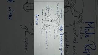 Male Reproductive system diagram front view [upl. by Ahsatin]