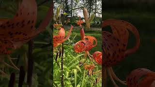 Tiger lilies are a’popping  the two giant ones have joined them [upl. by Idoj]