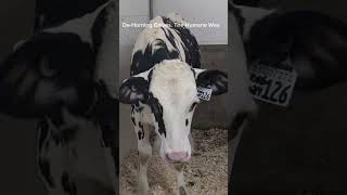 DeHorning Calves The Humane way [upl. by Ardel]