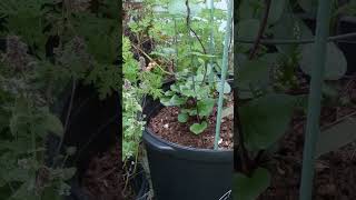 LITFM  Red Malabar Spinach [upl. by Beilul]