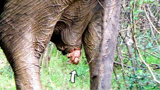 Dedicated vets strived to save Elephant with vaginal prolapse amp prevent it being formed into Abscess [upl. by Fiorenze]