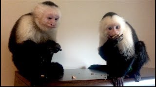 Capuchin Monkeys LOVE Special K Cereal [upl. by Tedra]