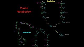 Purine Nucleotide Metabolism Biosynthesis and Degredation [upl. by Yodlem]