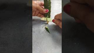 How To Propagate 🌱Dragon Fruit Plant 🌿 From Cutting ✂shortsshortsfeedyoutubegardeningdragonyt [upl. by Macpherson]