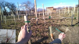 Caring for the vine in the first years after planting ACCELERATED METHOD OF FORMATION  part 1 [upl. by Elleon]