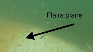 Insane underwater footage of flairs plane fish everywhere [upl. by Merridie]