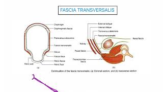 Fascia Transversalis ABDOMEN [upl. by Nazar]