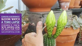 Fascinating Echinopsis flowers blooming timelapse [upl. by Jordanson]