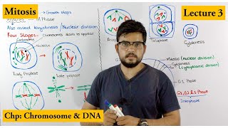 Mitosis  Stages of Mitosis  Cell cycle  Lecture 3 [upl. by Ahsikahs34]