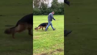 Trained Protection German Shepherd Male Maxwell Team Gigelsfelsen IGP3 Import from Germany Video 2 [upl. by Allianora]