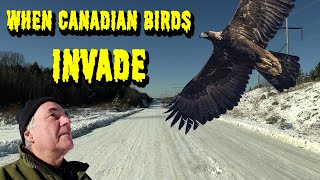 When Canadian Birds INVADE Maine [upl. by Silera]