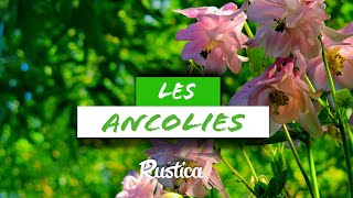 Découvrez les ANCOLIES 🌸 [upl. by Edmonds]