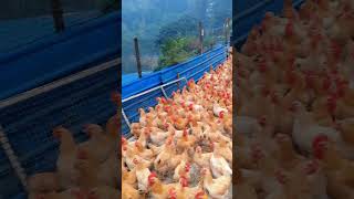 Rural free range chicken ecological free range green breeding three yellow chicken [upl. by Werna]