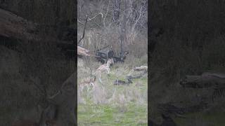 7mm Rem Mag Fallow Deer Hunt Australia [upl. by Marge]