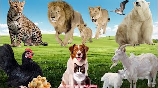 Wild Animal Sounds Lion Bear Cheetah Goat Chicken Dog Cat  Animal Sounds [upl. by Jarnagin50]