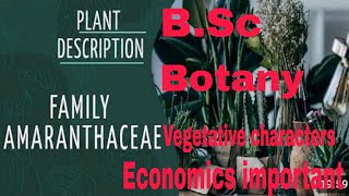 Family Amaranthaceae  Vegetative characters Economic Importance BSc 2 year  Hindi and English [upl. by Jimmie523]