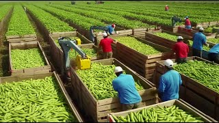 From Seed to Harvest California Farmers Journey Across 253 Million Acres  A Farming Documentary [upl. by Saunder571]