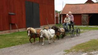 Four in hand with Mini Shetland Ponys [upl. by Broeker]