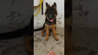 Leçon 2  Dresser son chien Berger Allemand Assis et Coucher [upl. by Samaj]