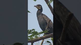 Beautiful Bird Cormorant ❤ cormorant cormorants views view birds shortsfeed wildlife watch [upl. by Keener323]