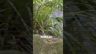 🔥lovely view of taronga zoo🔥wildlife youtubeshort photography travel trendingshorts birdsdy [upl. by Adiam]