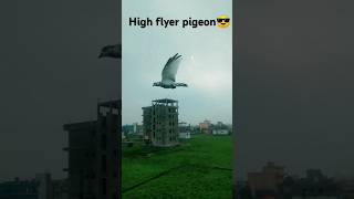 High flyer pigeon😍 song music birds pigeon shorts ytshorts trending kabutar newsong [upl. by Ganiats]