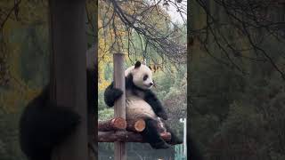 Giant pandas are so cute Come here to pet pandas They are so cute The national treasure is wo [upl. by Cissy825]