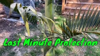 Last Minute King Palm Protection [upl. by Anilram]