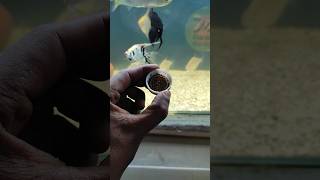 Aquarium Fish Food Feeding tigerbarbfish barbfish fishfood viralshort [upl. by Saxena430]