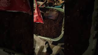 DIY Garden Mix Blood And Bone Potting Mix and Home made Compost 1 [upl. by Placida]