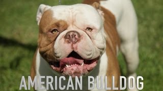 THE AMERICAN BULLDOG  A DOG LOVERS INTRODUCTION [upl. by Allehc216]