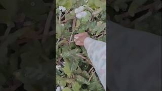 New farming short videoviral short [upl. by Paucker]