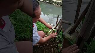 stek pohon pepaya agar tumbuh pendek dan berbuah lebat shortsvideo gardening buah fruit fyp [upl. by Aivle]