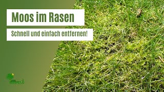 Moos im Rasen entfernen 🌱  So entfernst Du das Moos im Rasen schnell und einfach [upl. by Scibert]