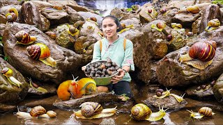 Harvesting SNAILS HONEY STAR APPLE FRUIT  Cooking amp Gardening  Tiểu Phi Daily Life [upl. by Aciamaj]