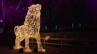 Lanterns and Light at Chester Zoo 2024 [upl. by Krm]