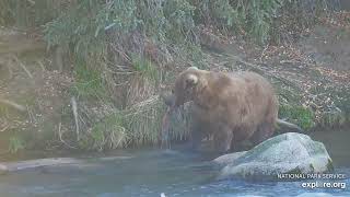 903 Gully  Last bear on riffles cam 2024 10 18 Riffles exploreorg [upl. by Ardnaid]