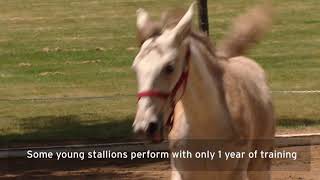 These Lipizzaner Horses Can Dance to Classical Music [upl. by Anastasia]