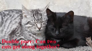 How to successfully introduce cats to each other [upl. by Kern]