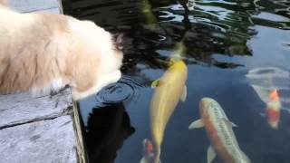 Gato se hace amigo de los pescados en un acuario [upl. by Gurevich]