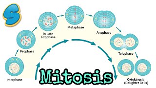 Mitosis በአማርኛ Grade 10 Biology Unit 2 Part 2 [upl. by Seligman398]