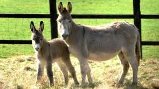 Donkey Sounds With Donkey Pictures [upl. by Critchfield]