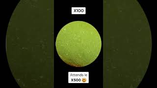 AVOCAT au microscope 🥑😱 bestvideo fyp microscope pourtoi satisfyingvideo [upl. by Nylkcaj]