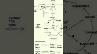 Glycolysis trick Krebs cycle trickneetpreparation trickneet2025neetbiologybiologyytshorts [upl. by Vorfeld]