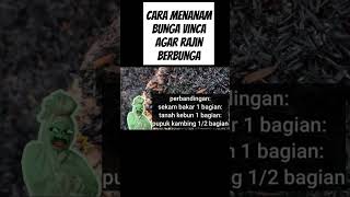 Cara menanam bunga vinca agar rajin berbunga [upl. by Portingale]