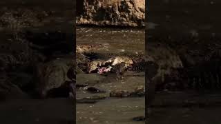 ATAQUE BRUTAL DE CROCODILOS africa crocodilos animaisselvagens caça curiosidadeanimal viral [upl. by Kally285]