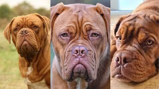 Dogue de bordeaux  Funny and Cute dog video compilation in 2022 [upl. by Adnarram]